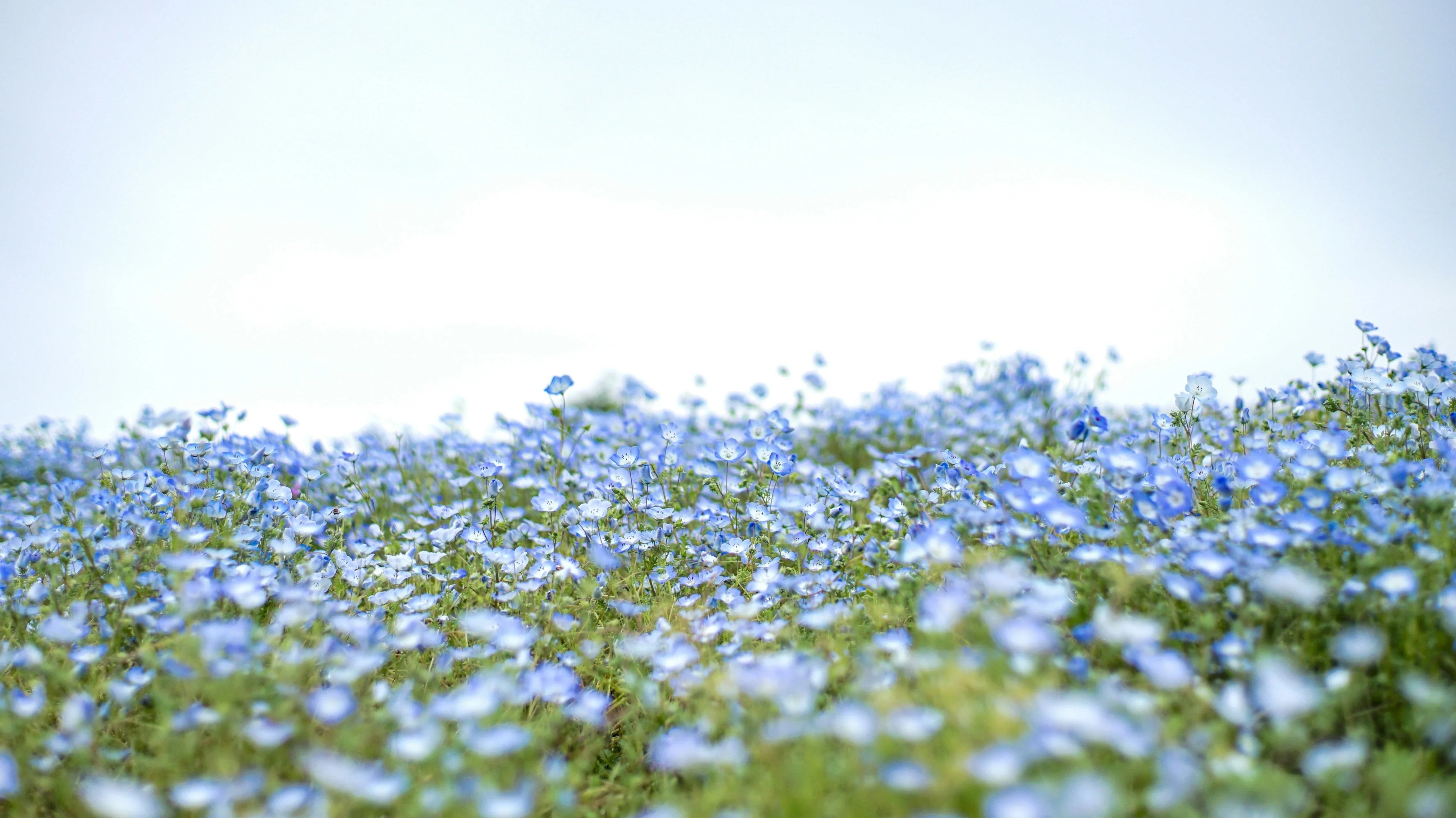 blühende Flachspflanzen mit blauen Blüten auf einem Feld