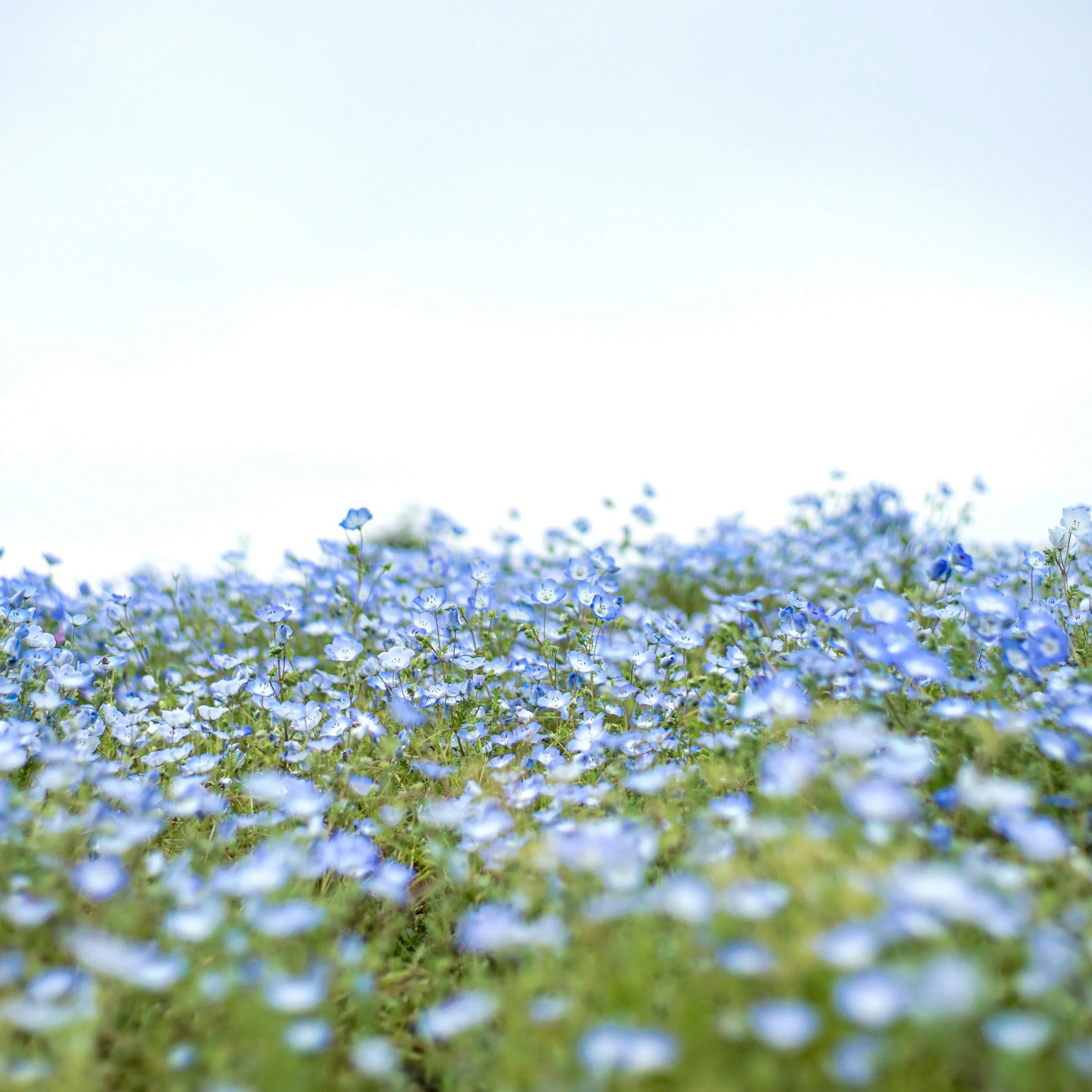 blühende Flachspflanzen mit blauen Blüten auf einem Feld