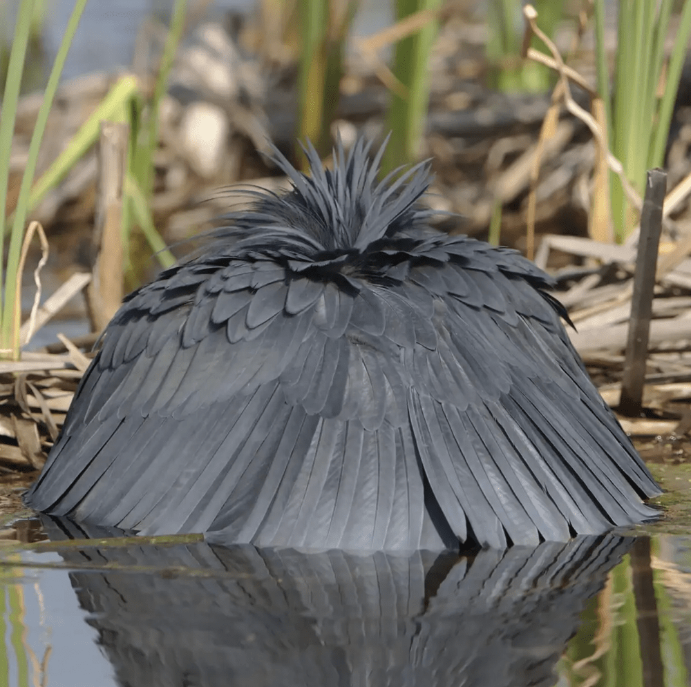 Ein Graureiher umschlingt seinen Körper mit den Flügel. Der Reiher mit seinem langen Hals und spitzen Schnabel ist die Formvorlage für die Karaffe Airone der Genueser Keramikkünstlerin Martina Geroni. Mit gespreizten Flügel und dem kleinen Federkranz oben liefert er die Vorlage für das runde Schälchen im Set.