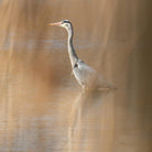 Ein Graureiher im rötlichen Abendlicht - der Reiher in der Lombardei dient mit seinem langen Hals und dem spitzen Schnabel als Forminspiration für die Karaffe AIRONE der ernueser Keramikkünstlerin Martina Geroni