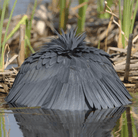 Ein Graureiher umschlingt seinen Körper mit den Flügel. Der Reiher mit seinem langen Hals und spitzen Schnabel ist die Formvorlage für die Karaffe Airone der Genueser Keramikkünstlerin Martina Geroni. Mit gespreizten Flügel und dem kleinen Federkranz oben liefert er die Vorlage für das runde Schälchen im Set. 