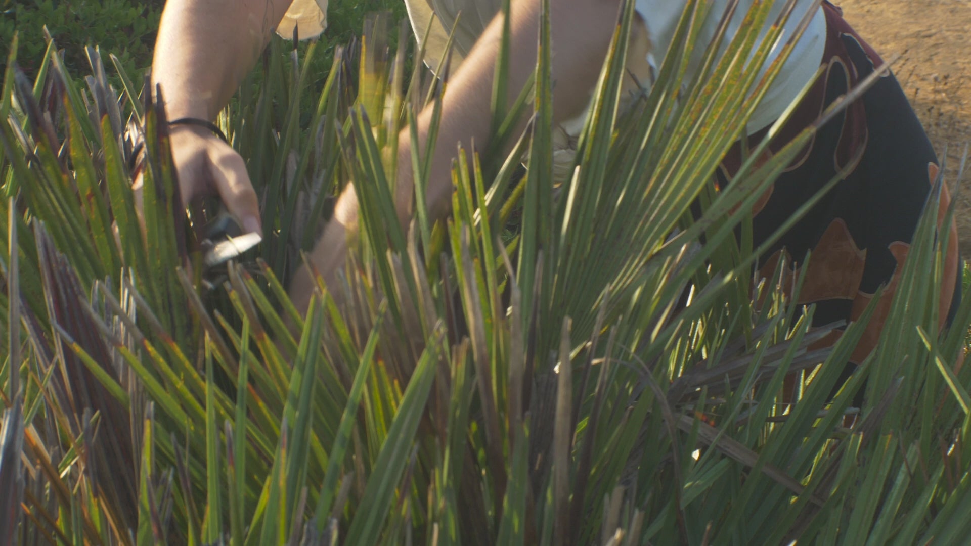 Ysaline Ophoff bei ersten der Palmblätter für ihre handgewebten Körbe, Lampen, Vasen und Wandskulpturen. 